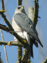 Σαινι - Levant Sparrowhawk - Accipiter brevipes