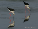 Καλαμοκανας - Black-winged stilt - Himantopus himantopus