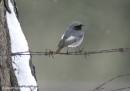 Καρβουνιαρης - Black redstart - Phoenicurus ochruros