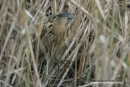 Ηταυρος - Bittern - Botaurus stellaris