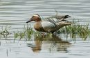Σαρσελα - Garganey - Anas querquedula