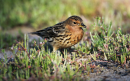 Κοκκινοκελαδα - Red-throated pipit - Anthus cervinus