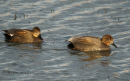 Καπακλης - Gadwall - Anas strepera