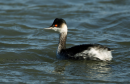 Μαυροβουτηχταρι - Black necked grebe - Podiceps nigricollis