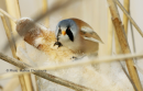 Μουστακαλης - Bearded reedling - Panurus biarmicus