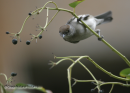 Μαυροσκουφης - Blackcap - Sylvia atricapilla