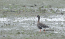 Νανοχηνα - Lesser White-fronted Goose - Anser erythropus