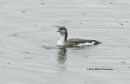 Λαμπροβουτι - Black-throated loon - Gavia arctica