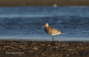 Θαλασσολιμοζα - Bar-tailed Godwit - Limosa lapponica