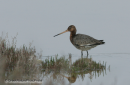 Λιμοζα - Black-tailed godwit - Limosa  limosa