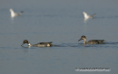 Ψαλιδα - Pintail - Anas acuta