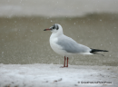 Καστανοκεφαλος γλαρος - Black-headed gull - Larus ridibundus