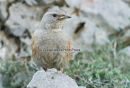Χιονοψαλτης - Alpine accentor - Prunella collaris