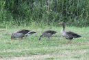 Σταχτοχηνα - Greylag - Anser anser