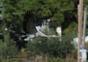 Γερανος (Grus grus) στον Ωρωπο (Aττικη)