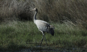 Γερανος (Grus grus) στον Ωρωπο (Aττικη)