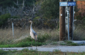 Γερανος (Grus grus) στον Ωρωπο