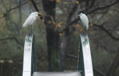Αργυροτσικνιαδες (Egretta alba) στη λιμνη της Αγιας στη Κρητη