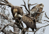 Τα ορνια (Gyps fulvus) μπορουν να ειναι πολυ τρυφερα μεταξυ τους