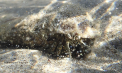 Pagurus sp. στο νοτιο Ευβοικο κολπο