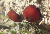 Actinia equina στο νοτιο Ευβοικο κολπο