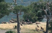 Γυπες στο δασος της Δαδιας