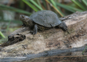 Νεροχελωνα (Emys orbicularis)