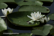 Νουφαρο (Nymphaea alba)
