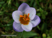 Κροκος(crocus sieberi atticus) στην Παρνηθα