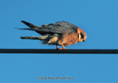 Θηλυκο μαυροκιρκινεζο (Falco vespertinus) στη λιμνη Δυστος