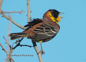Αμπελουργος(emberiza melanocephala) στη λιμνη Δυστος