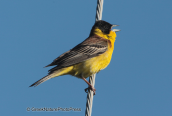 Αμπελουργος(Emberiza melanocephala) στη λιμνη Δυστος