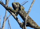 Αφρικανικος xαμαιλεοντας (Chamaeleo africanus)