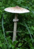 Μανιταρι (Macrolepiota sp.