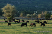 Λιμνη Κερκινη