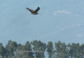 Ενας θαλασσαετος (haliaetus albicilla) πεταει πανω απο τη λιμνη Κερκινη