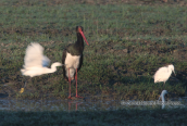 Μαυρος πελαργος (Ciconia nigra) στη λιμνη Κερκινη