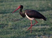 Μαυρος πελαργος (Ciconia nigra) στη λιμνη Κερκινη