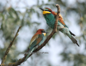 Μελισσοφαγος, (Merops apiaster)