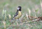Καλογερος, (Parus major)