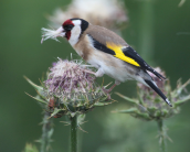 Καρδερινα, (Carduelis carduelis)