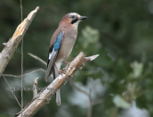 Κισσα, (Garrulus glandarius)