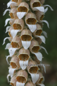 Λιμνη Κερκινη, Digitalis lanata