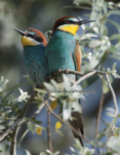 Μελισσοφαγοι, (Merops apiaster)