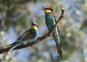 Μελισσοφαγοι, (Merops apiaster) στη λιμνη Κερκινη