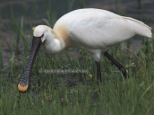 Χουλιαρομυτα (Platalea leucorodia) στη λιμνη Κερκινη