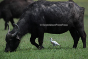 Γελαδαρης, (Bubulcus ibis) ακολουθει ενα βουβαλι