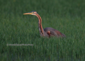 Πορφυροτσικνιας,  (Ardea purpurea)