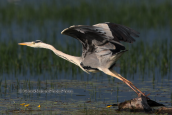 Σταχτοτσικνιας, (Ardea cinerea)