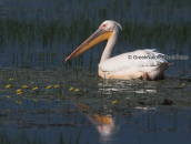 Ροδοπελεκανος (Pelecanus onocrotalus) στη λιμνη Κερκινη